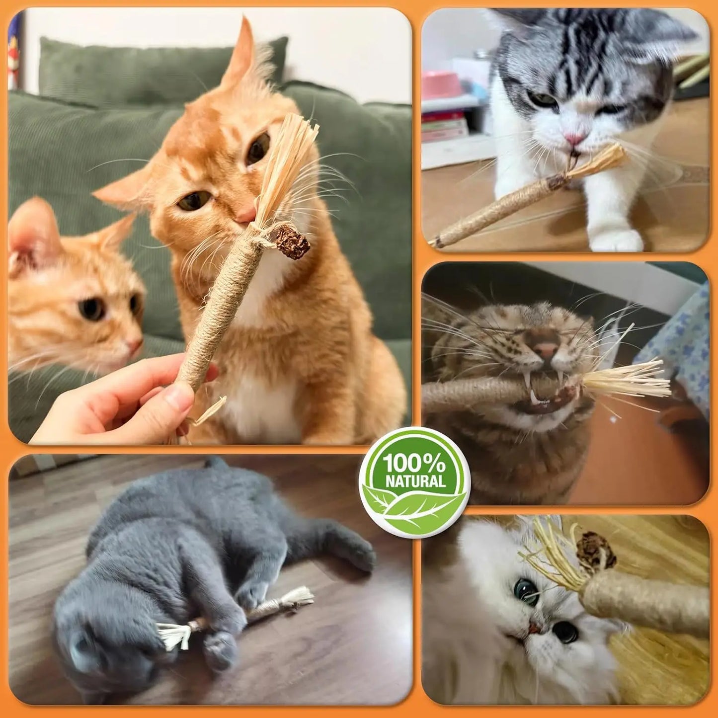 6Pcs Silvervine Sticks for Cats with Catnip Bag, Cat Chew Toys for Teeth Cleaning and Anxiety Relief, Natural Dental Care Kit fo