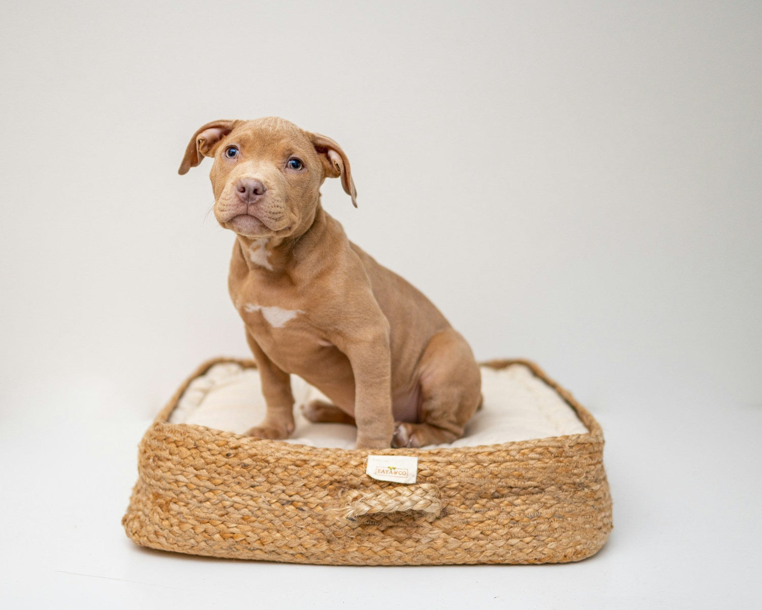 Dog Beds & Cats Towers