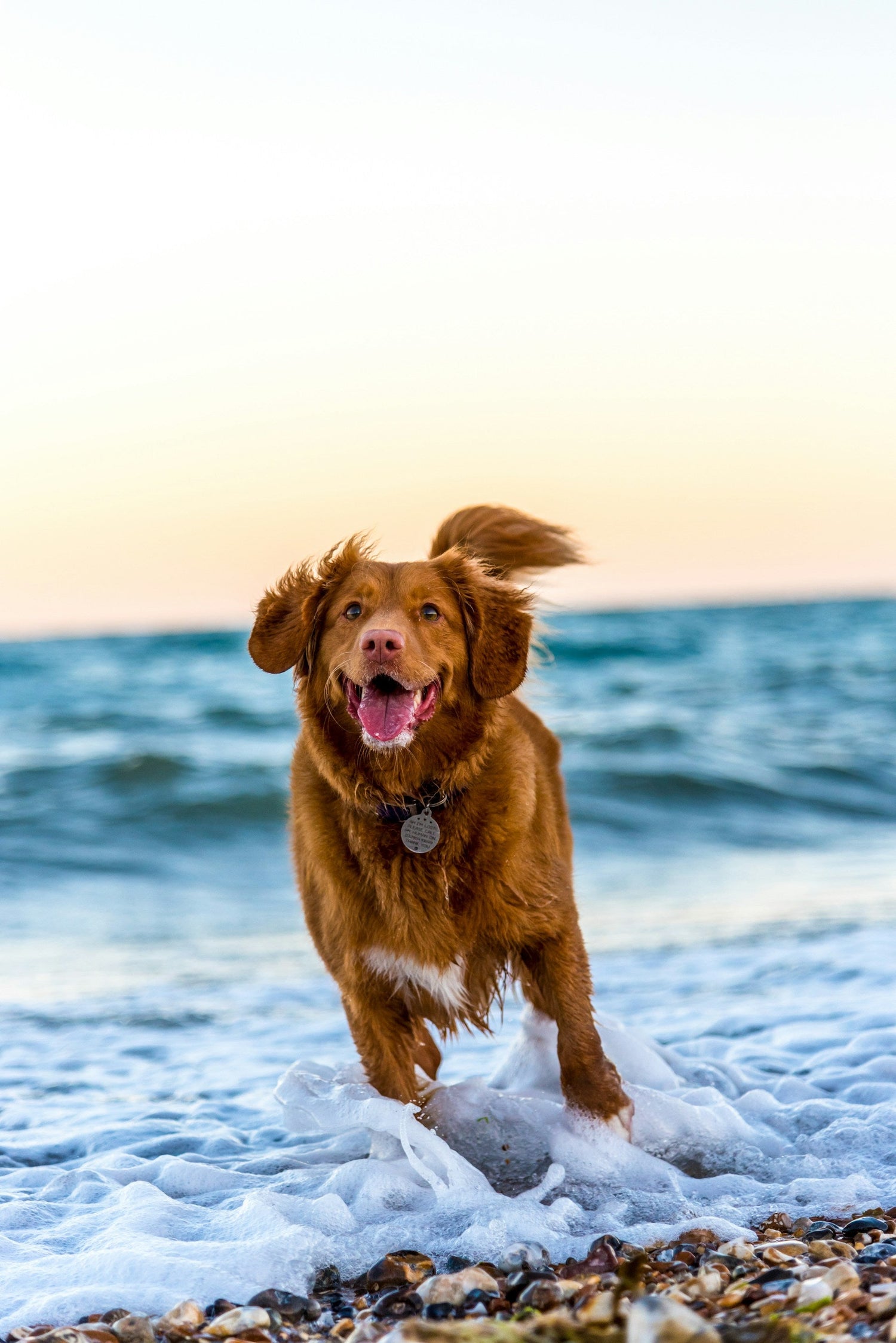 Collars, Leashes  & Harnesses